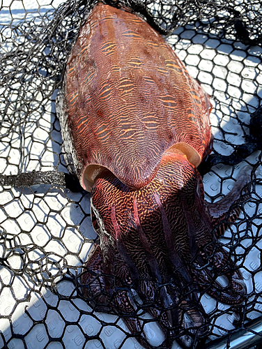 カミナリイカの釣果