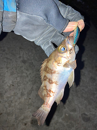 メバルの釣果