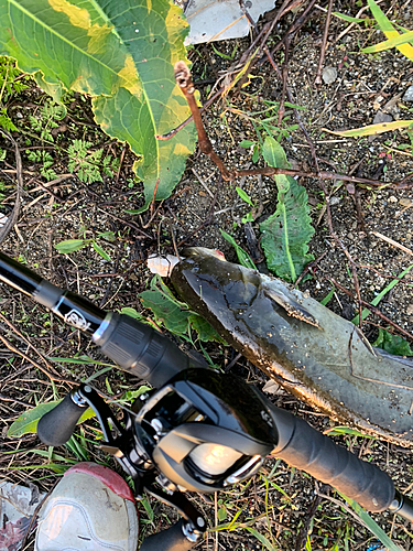 ナマズの釣果