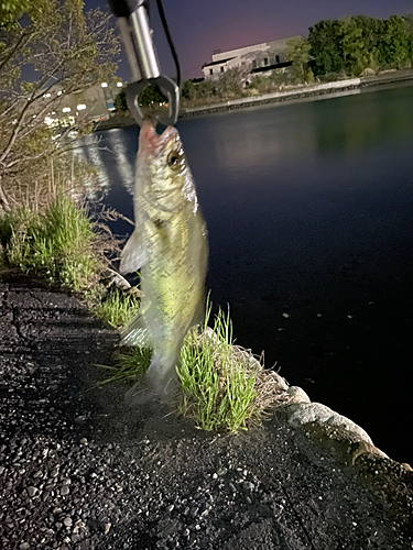 セイゴ（マルスズキ）の釣果