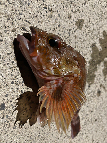 カサゴの釣果