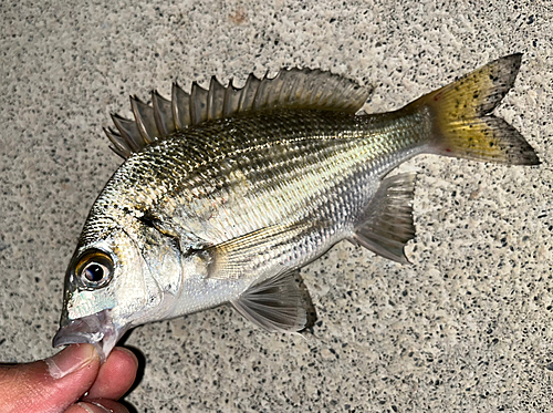 ミナミクロダイの釣果