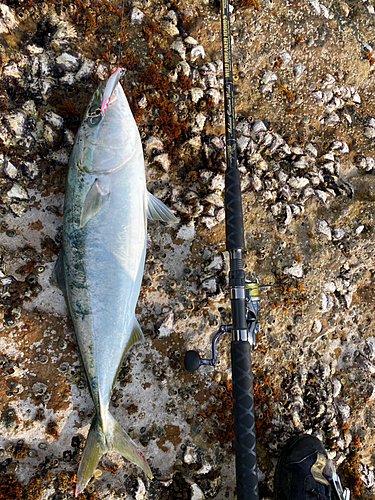 メジロの釣果