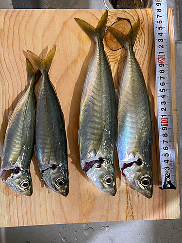 アジの釣果