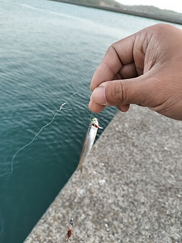 カタクチイワシの釣果