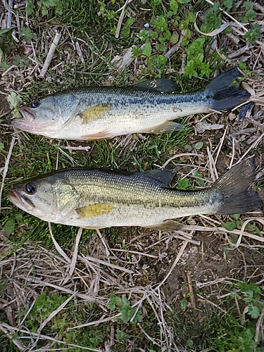 ブラックバスの釣果