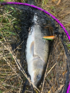 マルタウグイの釣果