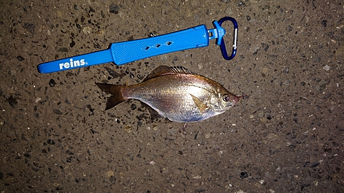 ウミタナゴの釣果