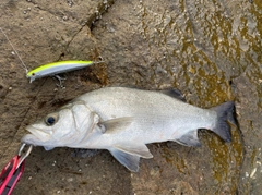 ヒラスズキの釣果