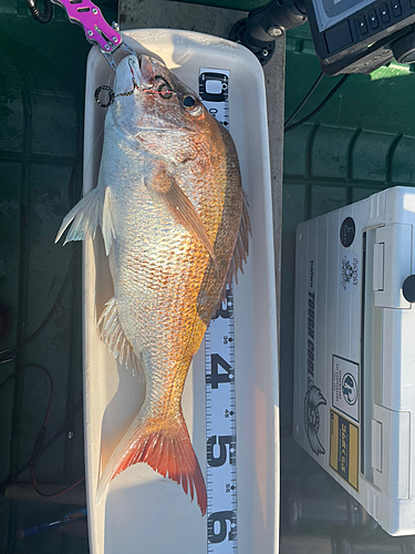 マダイの釣果