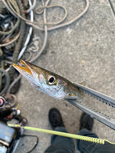 カマスの釣果