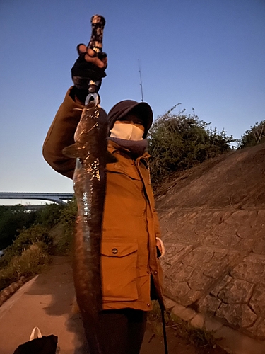 ナマズの釣果