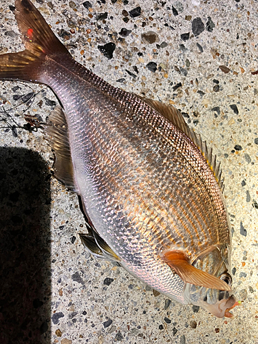 ウミタナゴの釣果