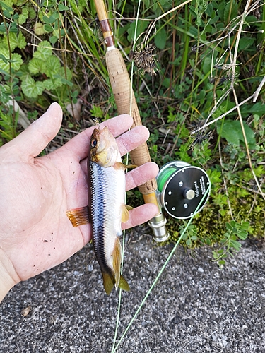 カワムツの釣果