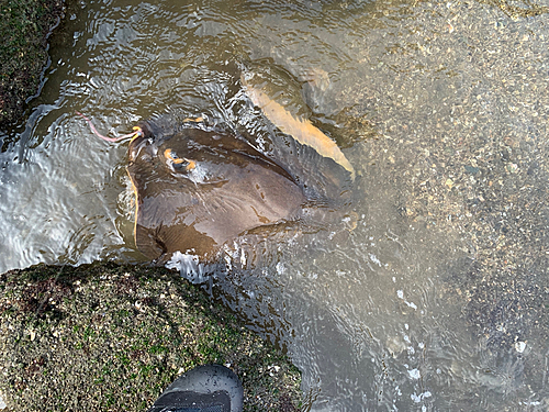 エイの釣果