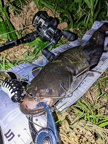 ナマズの釣果