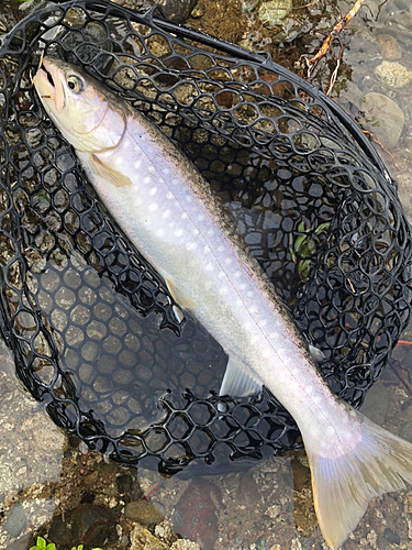 アメマスの釣果