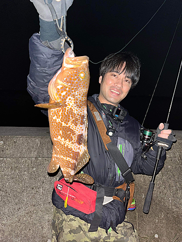 アコウの釣果