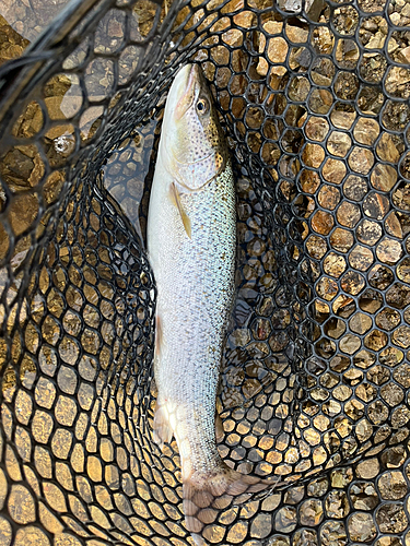 イトウの釣果