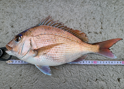 マダイの釣果