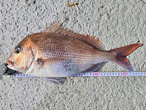 マダイの釣果