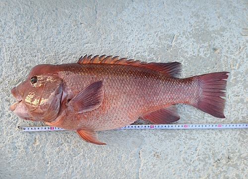 コブダイの釣果