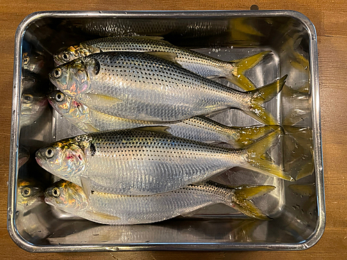 コノシロの釣果