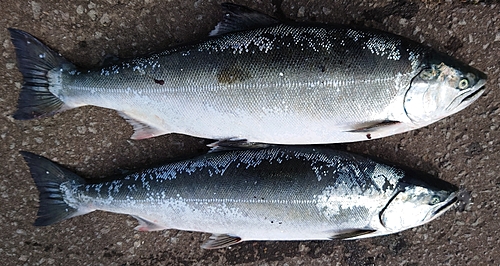 サクラマスの釣果