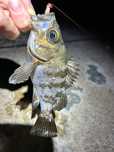 メバルの釣果