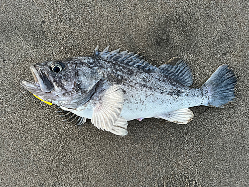 クロソイの釣果