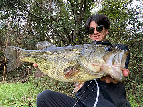 ブラックバスの釣果