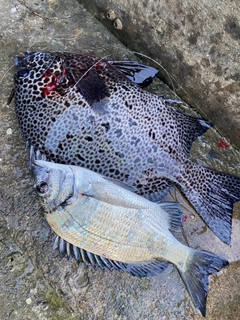 イシガキダイの釣果