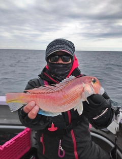 アマダイの釣果