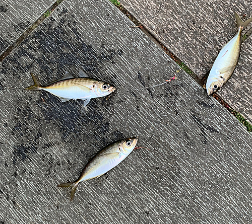 マアジの釣果