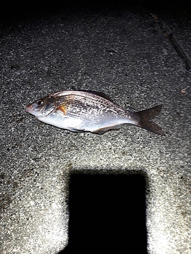 ウミタナゴの釣果