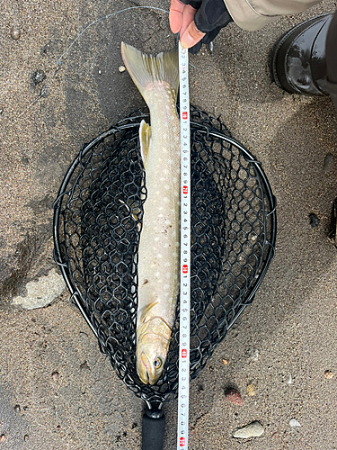 アメマスの釣果