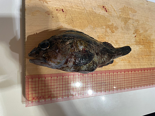 カサゴの釣果