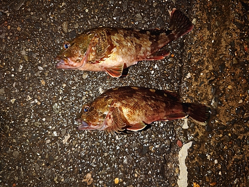 カサゴの釣果