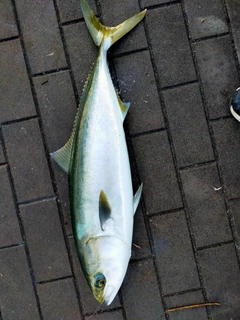 ハマチの釣果