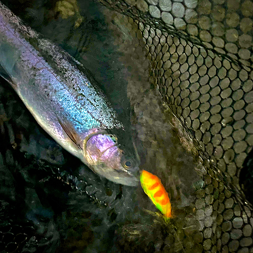 ニジマスの釣果