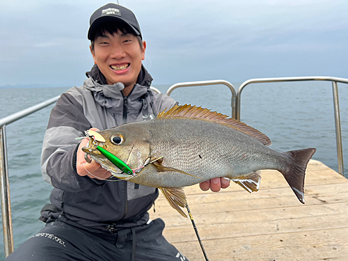 イサキの釣果