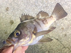 メバルの釣果