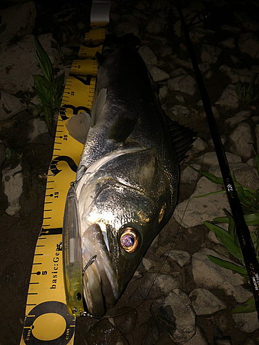 シーバスの釣果