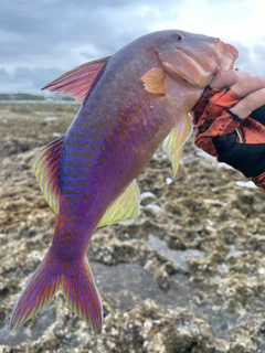 マルクチヒメジの釣果