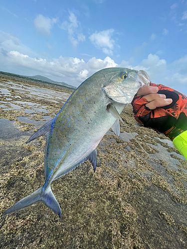 カスミアジの釣果