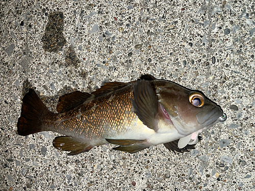 エゾメバルの釣果