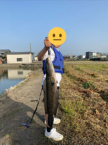 ライギョの釣果