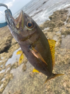 イシフエダイの釣果