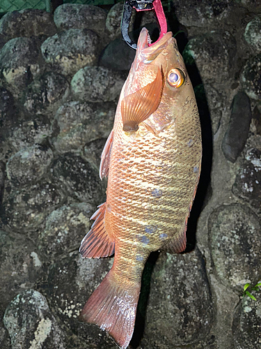 ゴマフエダイの釣果