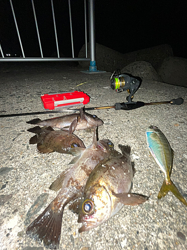 メバルの釣果